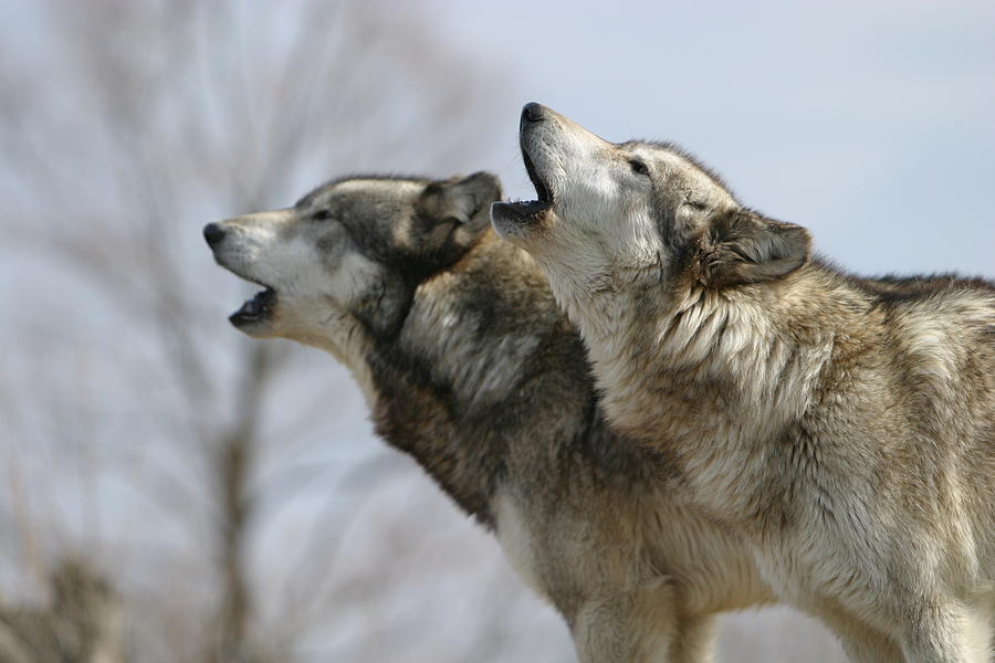 Duet Howl Photograph by Shari Jardina