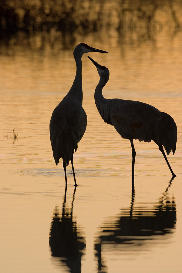 Duet of Cranes Photograph by Mark Miller