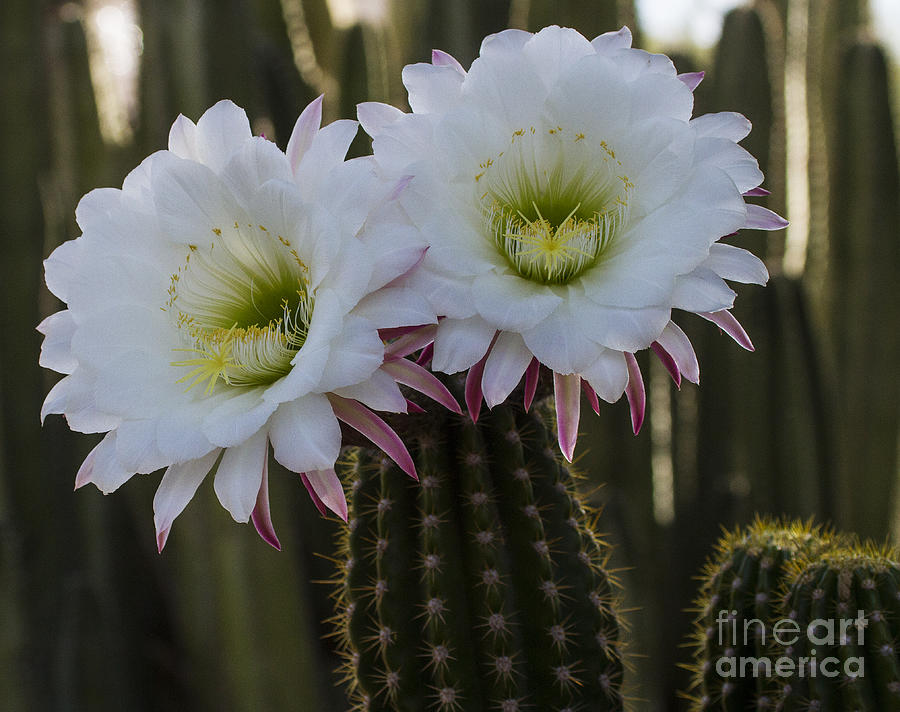 Nature Photograph - Duet of Night bloomers by Ruth Jolly