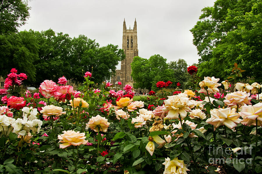 Duke Chapel and Roses Photograph by Jill Lang