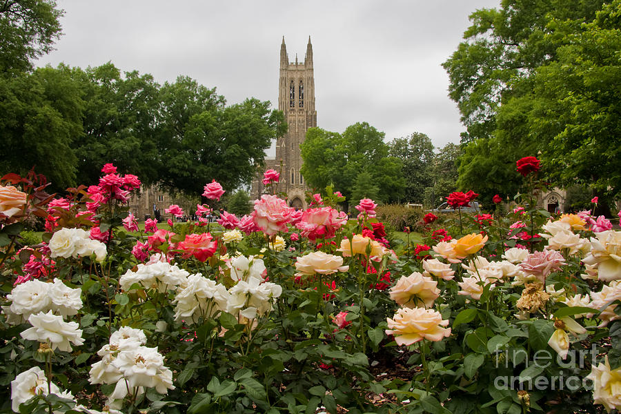 Duke Chapel with Rose Garden Photograph by Jill Lang