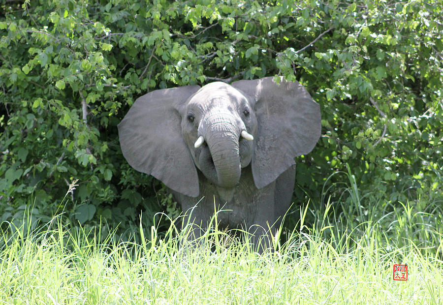 Dumbo Charges by David Jenkins Dumbo Charges by David Jenkins
