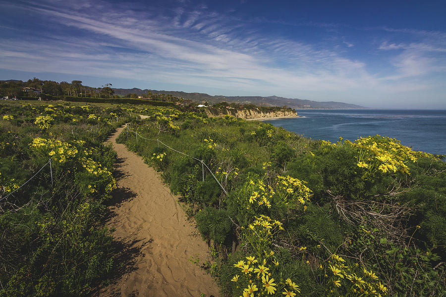 Dume Cove Spring Wildflowers Photograph by Andy Konieczny