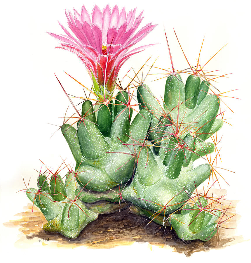 Nature Painting - Dumpling Cactus by Sue Sill