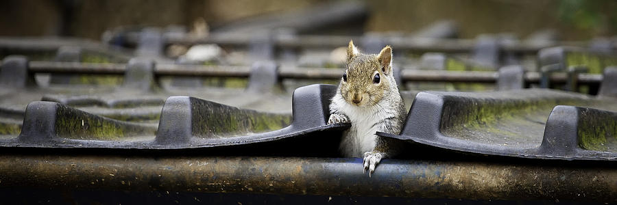 Dumpster Diving Squirrel Photograph by Michael Dougherty