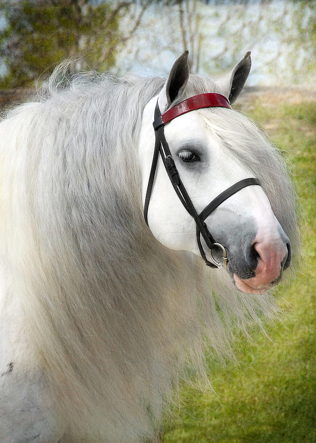 Horse Photograph - Dunbrody by Fran J Scott