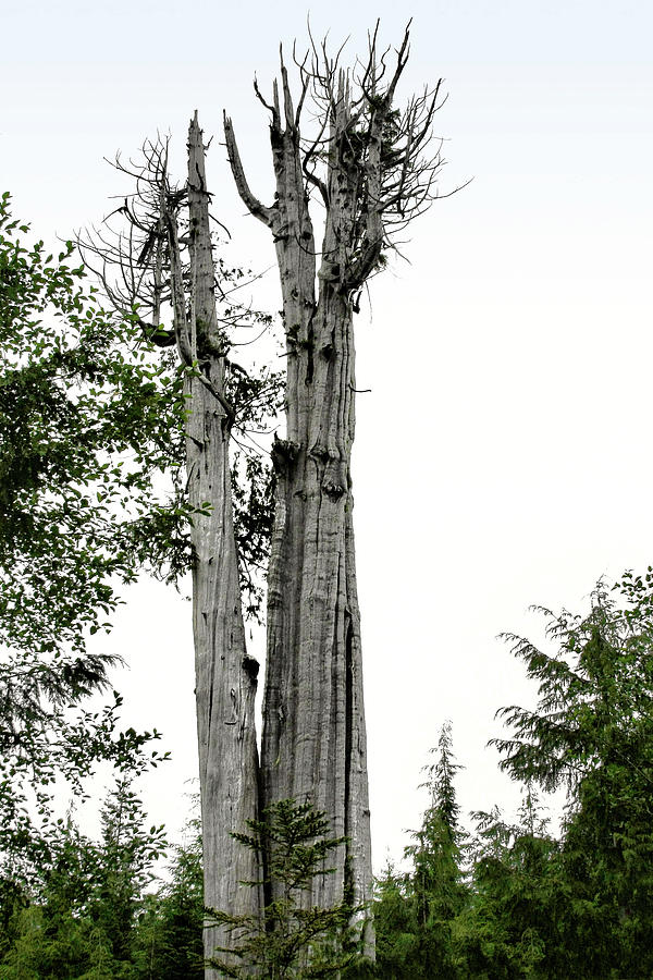 Duncan Memorial Big Cedar Tree - Olympic National Park WA Photograph by Alexandra Till