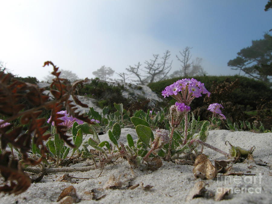 Flowers Still Life Photograph - Dune Bloom by James B Toy