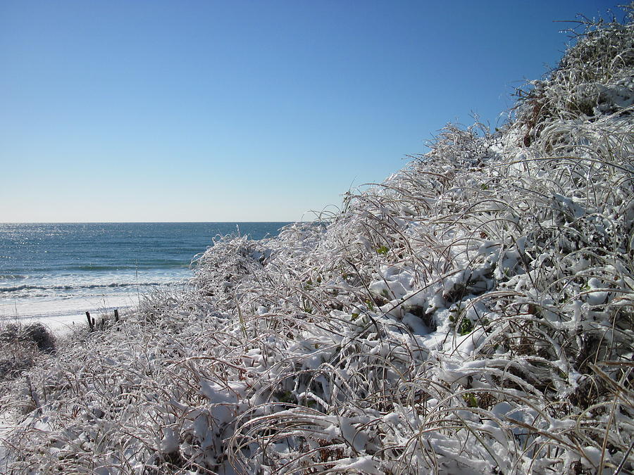 Dune Grass and Snow Photograph by Betty Buller Whitehead