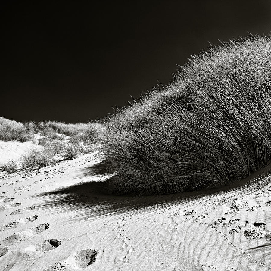 Beach Photograph - Dune Grass by Dave Bowman