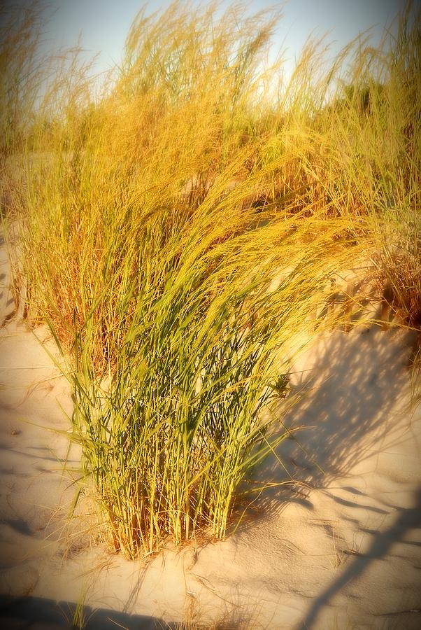 Dune Grass II  - Jersey Shore Photograph by Angie Tirado