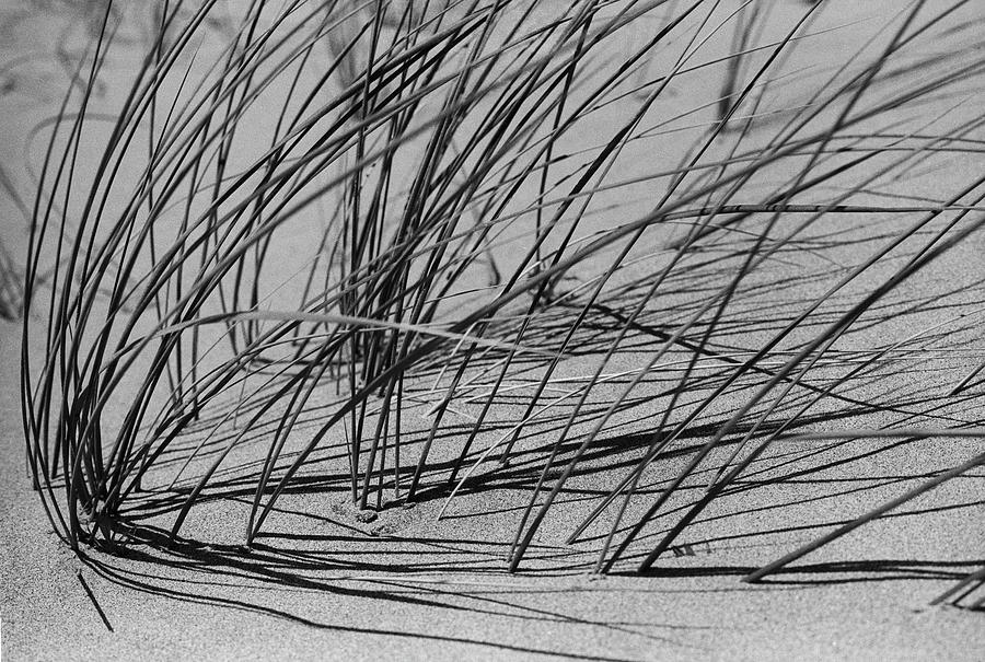 Dune Reveries Photograph by John Farley