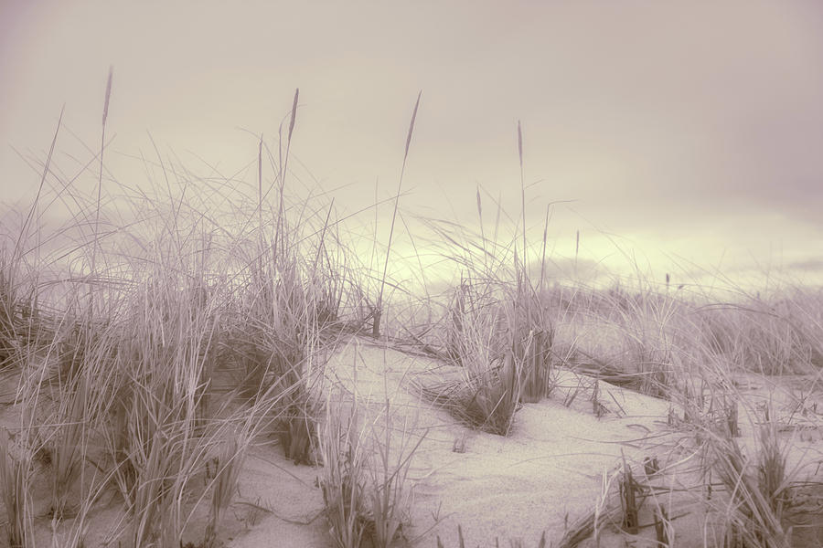 Dune Grass Photograph by Kate Hannon