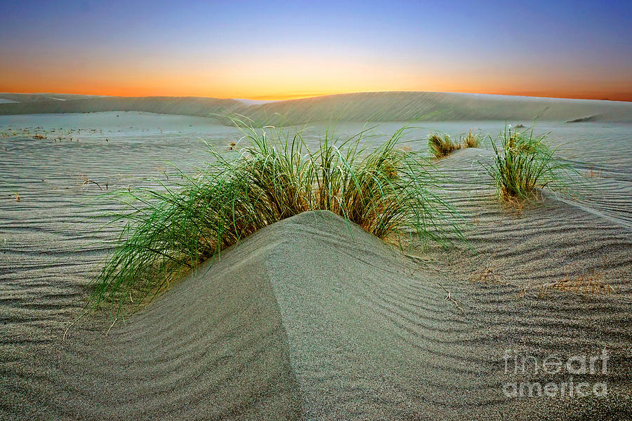 Dune Grass of Bruneau Idaho Photograph by Martin Konopacki