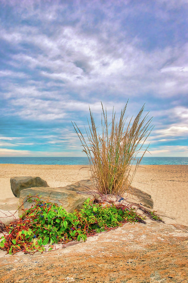 Dune Grass On The Rocks Photograph by Gary Slawsky