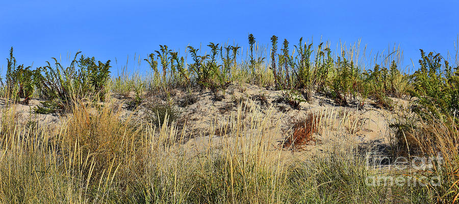 Dune Grass Photograph by Skip Willits