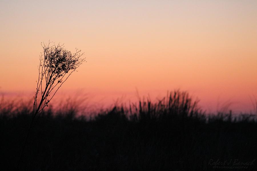 Dune Grass Sunrise Photograph by Robert Banach