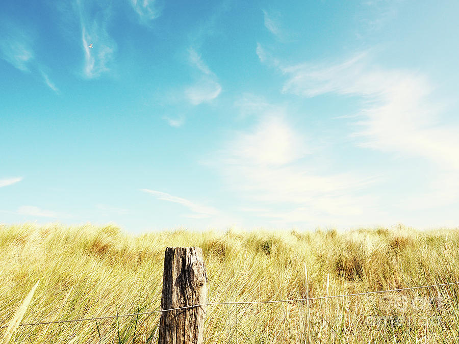 Dune grass with a blue sky Photograph by Andreas Berheide