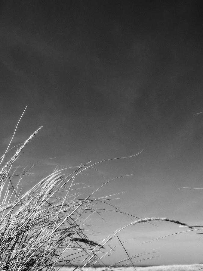 Dune Grass with Sky Photograph by Michelle Calkins