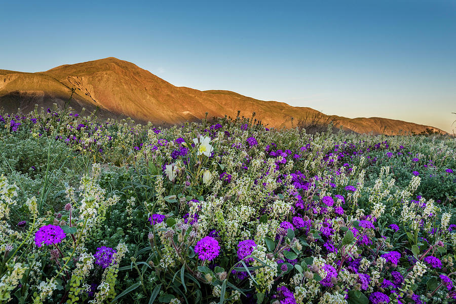 Dune in Bloom Photograph by Scott Cunningham