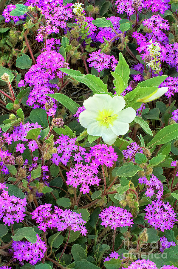 Dune Primrose Oenothera Deltoides And Purple Sand Verbena Photograph by Dave Welling