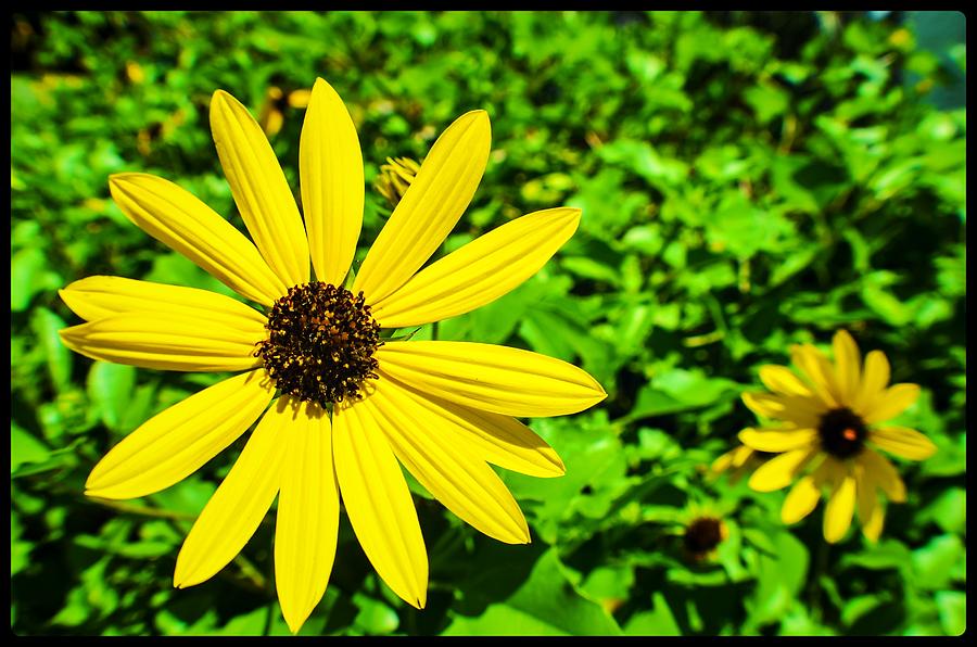 Dune Sunflowers Photograph by Gary Roberson