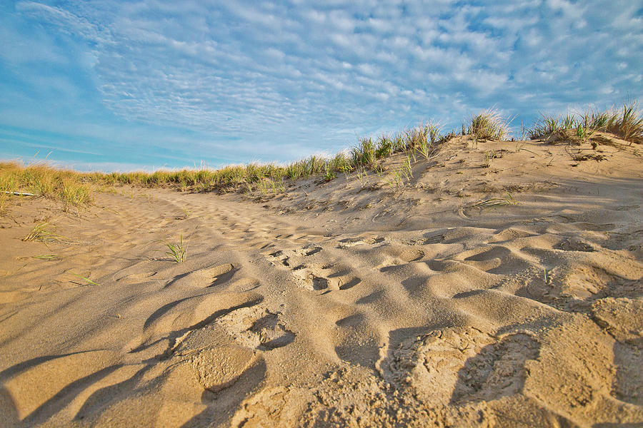 Dune Top Trail Photograph by Marisa Geraghty Photography