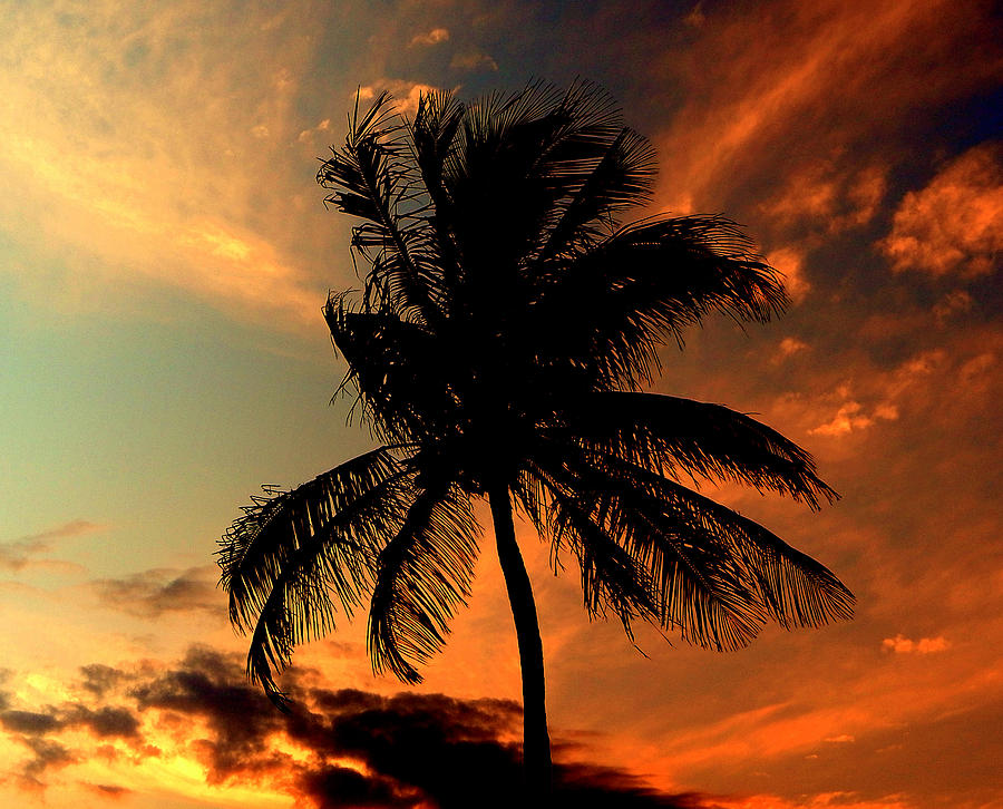 Dunedin Palm Photograph by Bob Beardsley - Fine Art America