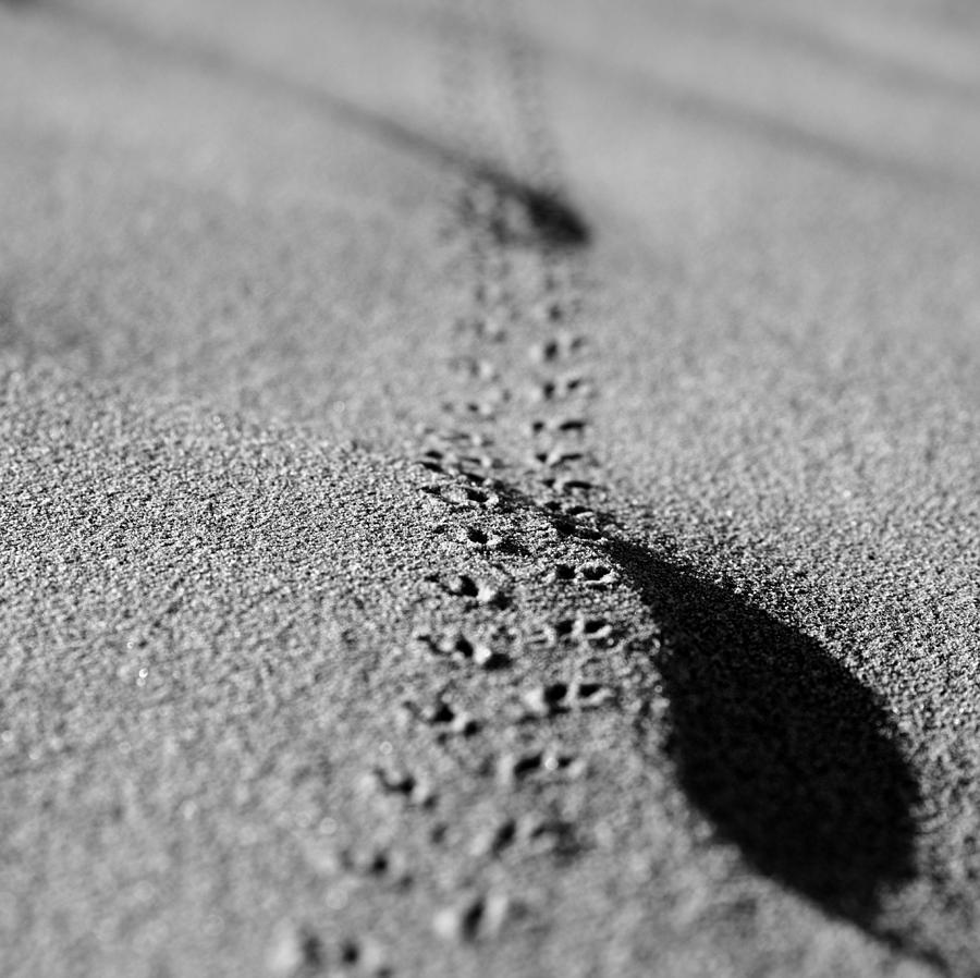 Sand Photograph - Dunes 1 by Mihai Florea