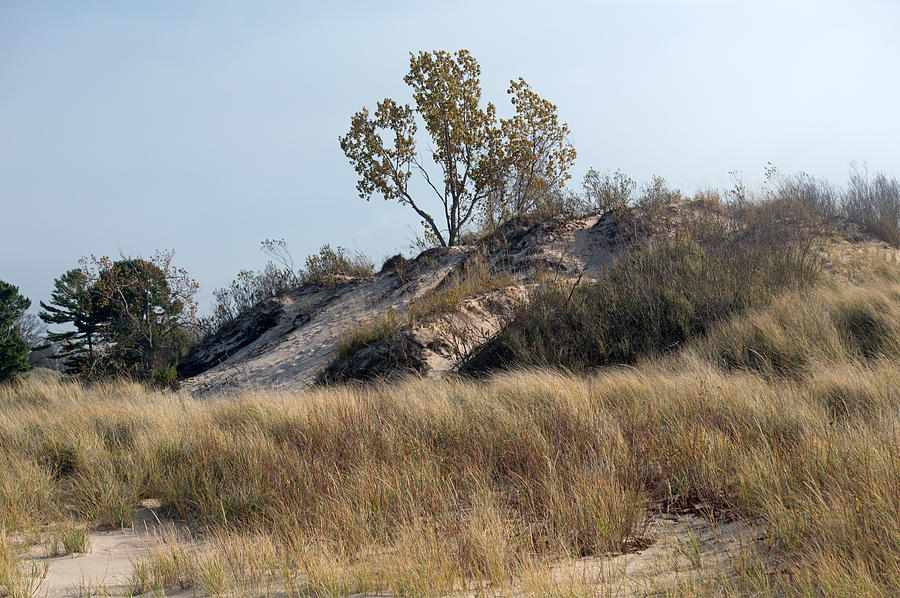 Dunes And A Tree Photograph