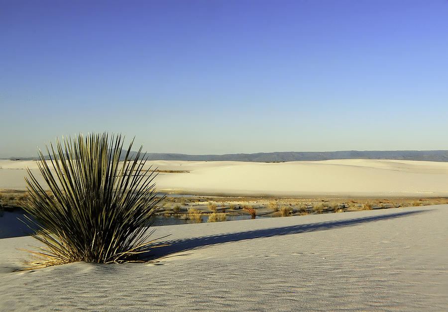 Dunes And Yucca One Photograph