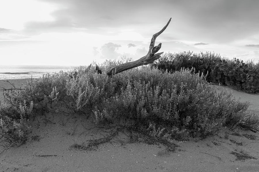 Dunes Dead Tree Photograph by Robert Wilder Jr