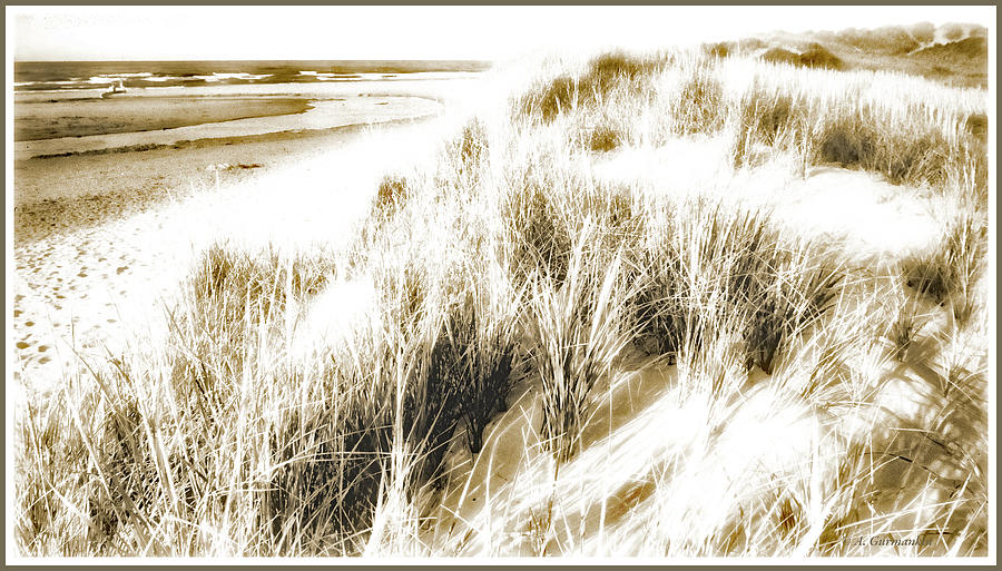 Dunes, Dune Grass, National Park, Prince Edward Island, Canada Digital Art by A Macarthur Gurmankin