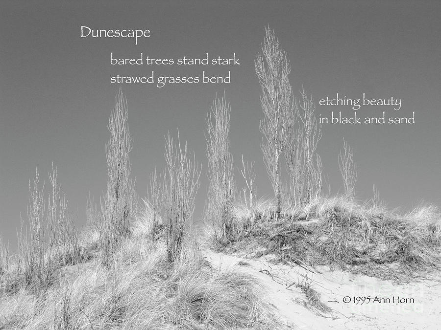 Dunescape Photograph by Ann Horn