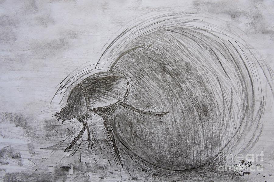 Dung Beetle Drawing
