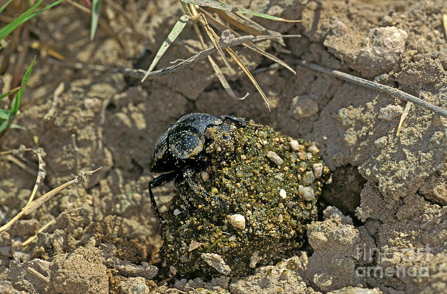 Dung Beetle Photograph by Gerard Lacz