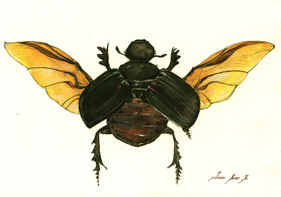 Butterfly Beetle Painting - Dung beetle by Juan Bosco