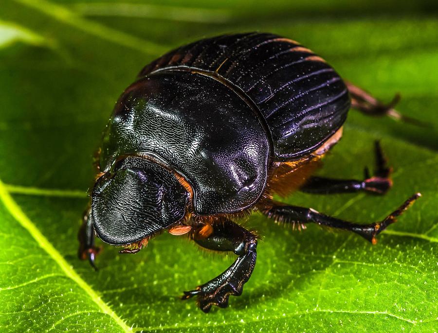 Dung Beetle Photograph by Matt McClintock - Fine Art America