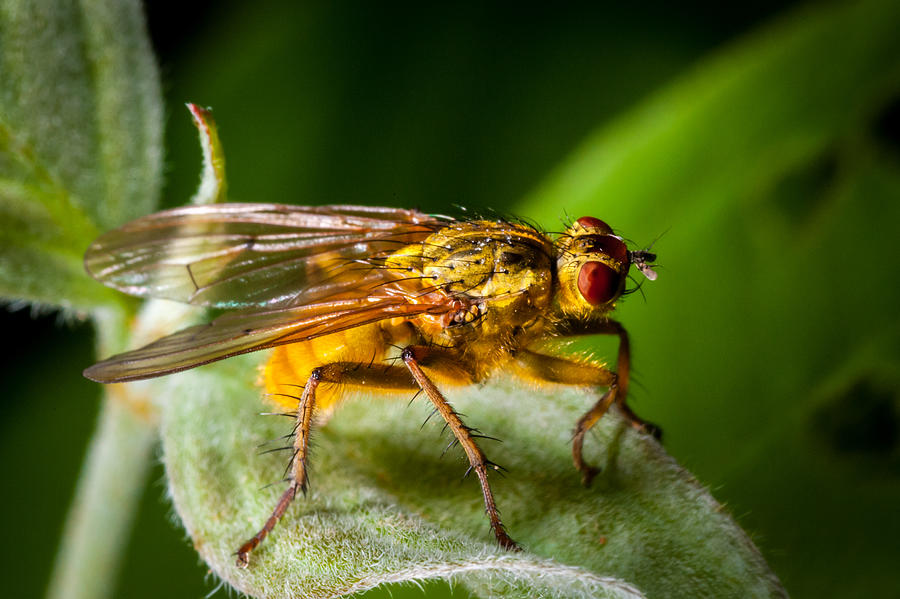 Dung Fly on Leaf Photograph by Jeff Phillippi