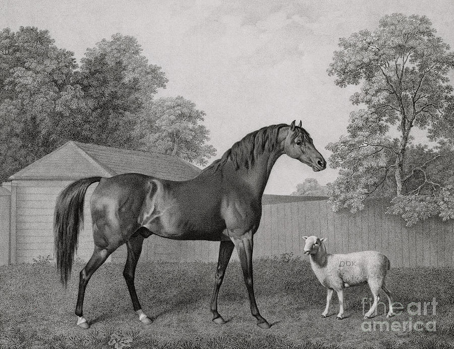 Horse Drawing - Dungannon by George Stubbs by George Stubbs