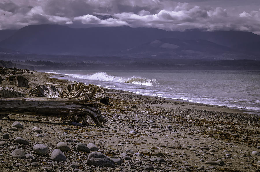 Dungeness Spit Trail Photograph By Marci Potts