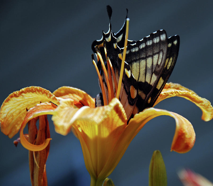 Butterfly Photograph - Dunkin Monark by Skip Willits