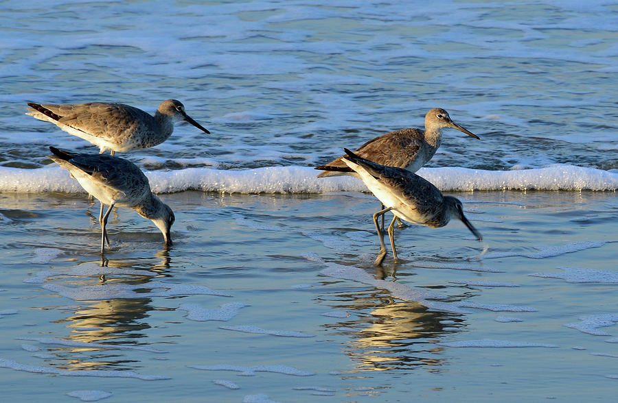 Dunking Willets Photograph by Bruce Gourley