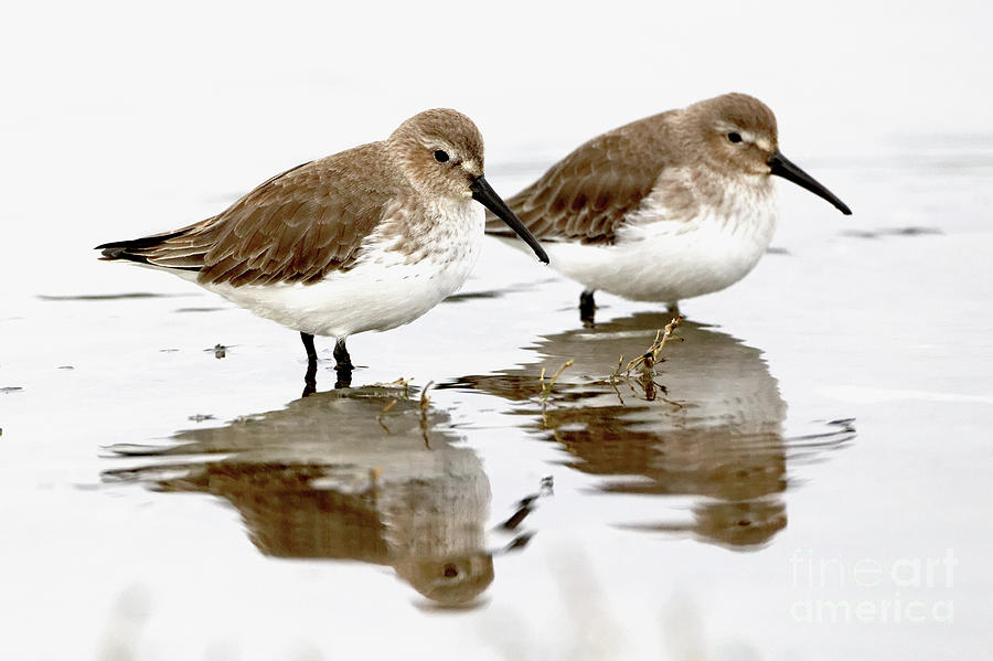 Dunlin Seeing Double Photograph by Sue Harper Dunlin Seeing Double Photograph by Sue Harper