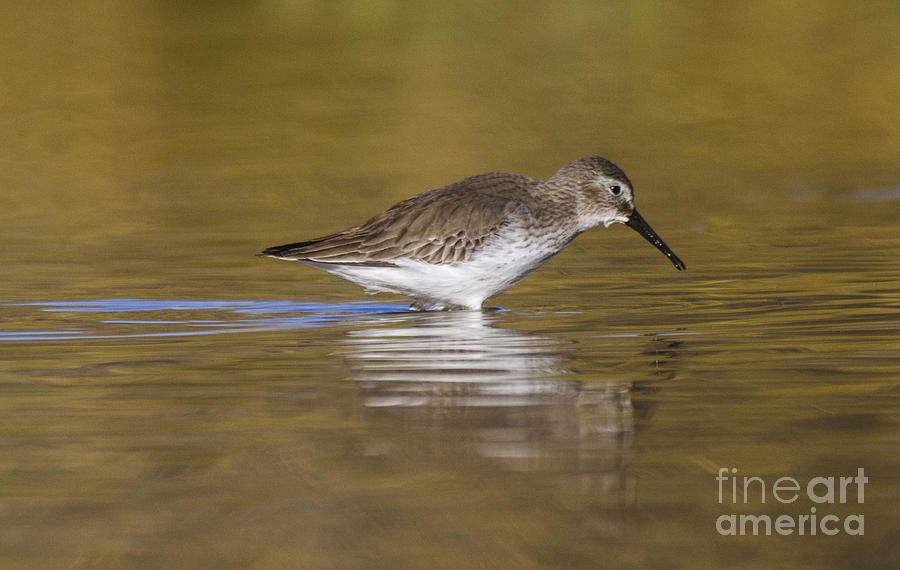 Dunlin in the pond Photograph by Ruth Jolly