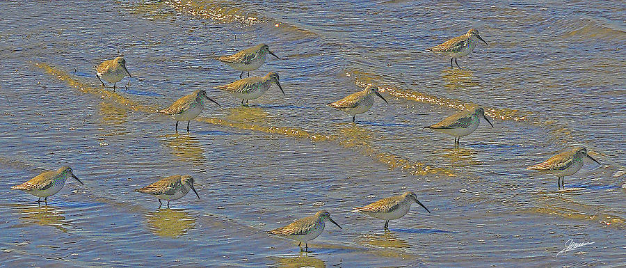Dunlins in the Surf Photograph by Phil Jensen