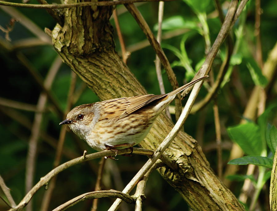 Dunnock in a Hedgerow Photograph by Jeff Townsend