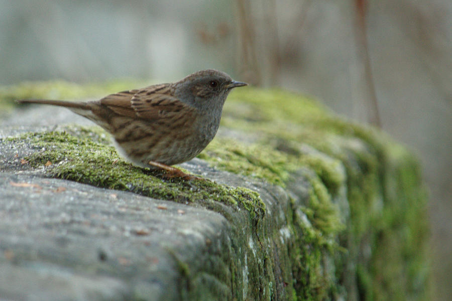 Dunnock On Mossy Stone Wall Photograph by Adrian Wale