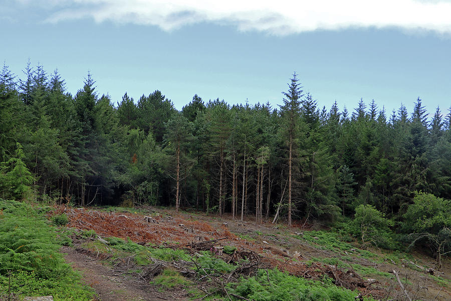 Dunster Forest Photograph by Tony Murtagh