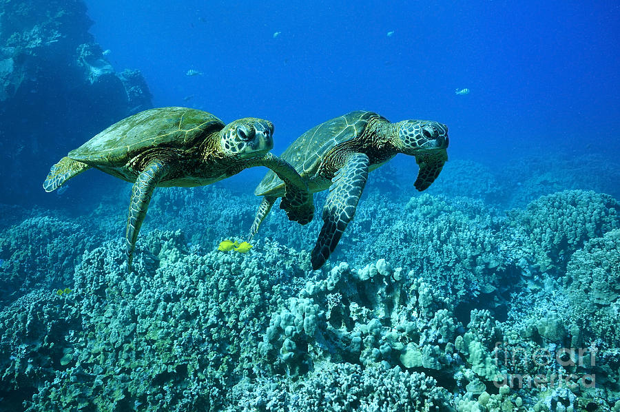Turtle Photograph - Duo by Aaron Whittemore